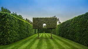 Siepi alte: le piante da usare per avere ombra e privacy