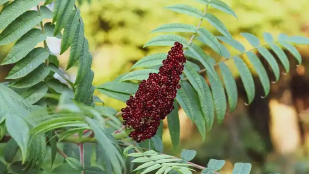 i benefici del sommacco