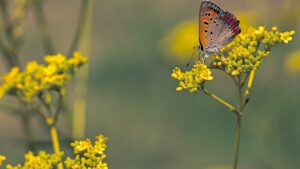 Zizia aurea: come piantare con successo e prendersi cura del Golden Alexander