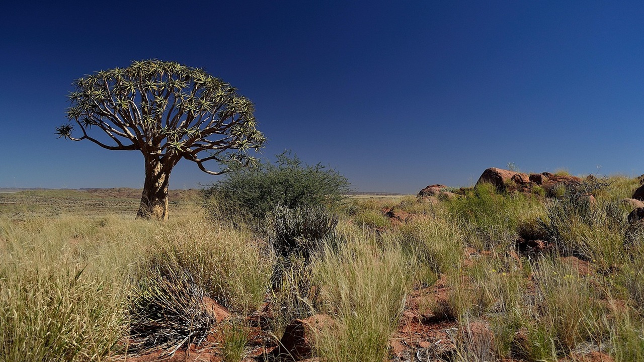 aloidendron dichotomum
