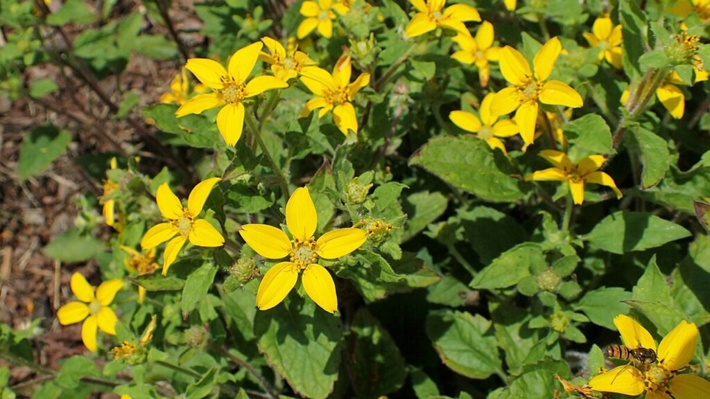 Chrysogonum virginianum: come coltivare e prendersi cura di questa splendida pianta tappezzante gialla