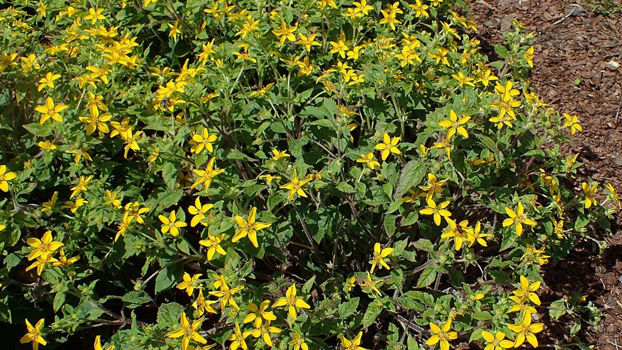 Chrysogonum virginianum giallo