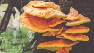 Laetiporus sulphureus: un fungo selvatico che vale la pena conoscere