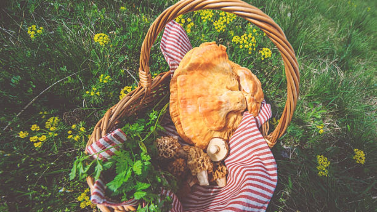 Laetiporus sulphureus raccolto