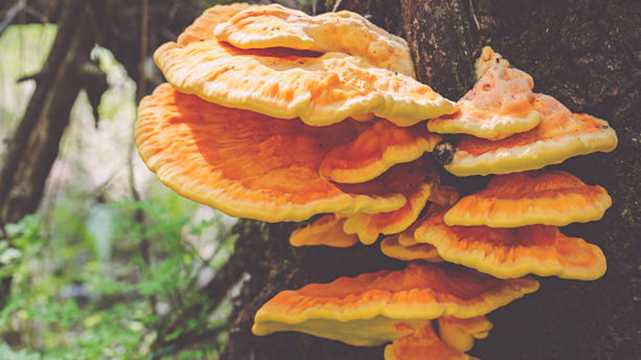 Laetiporus sulphureus arancione