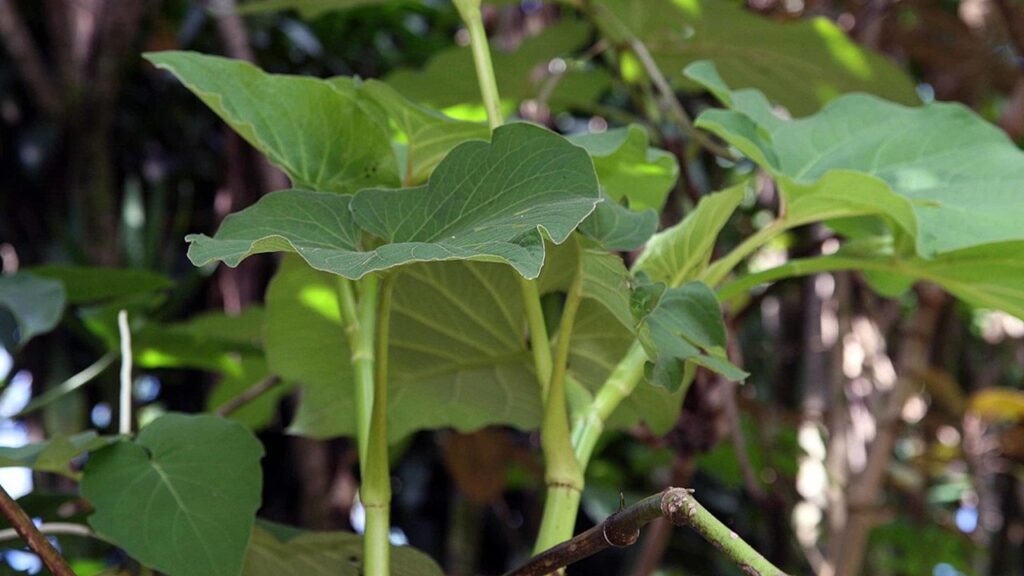 Piper auritum: come coltivare la radice di birra o pepe messicano