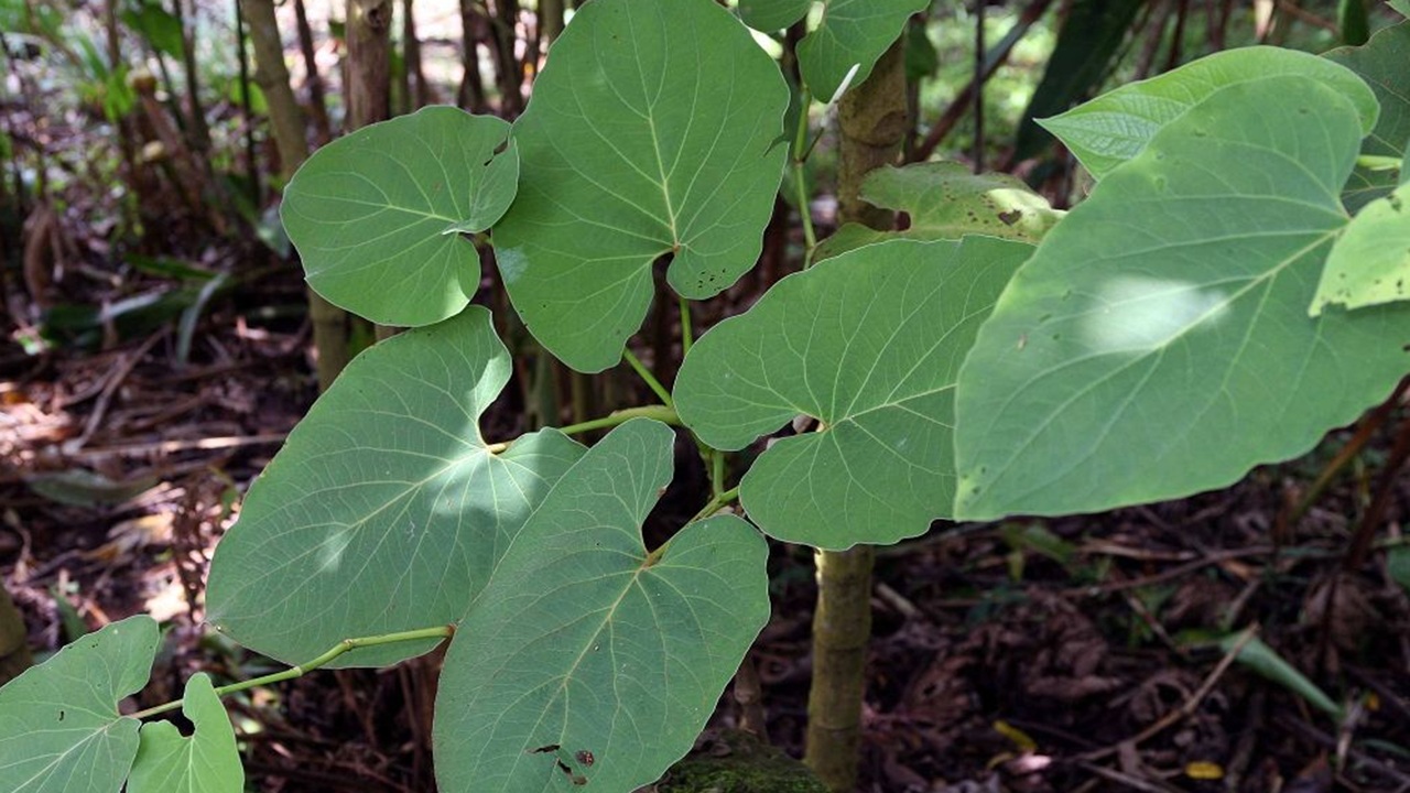 piper auritum pianta