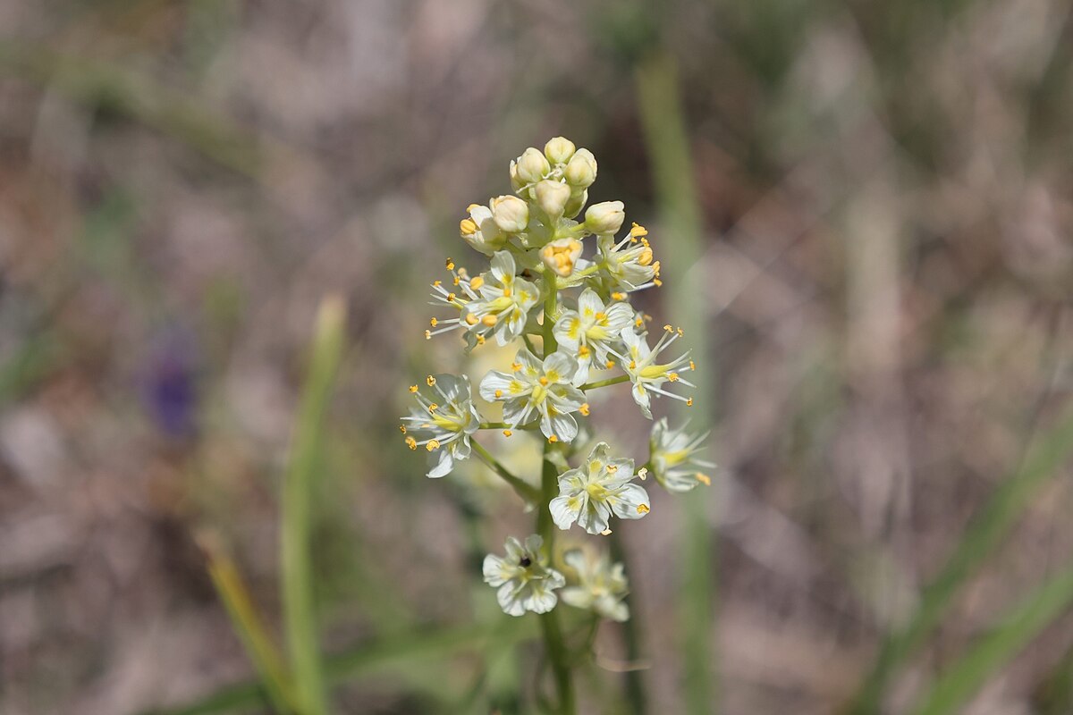 Toxicoscordion venenosum