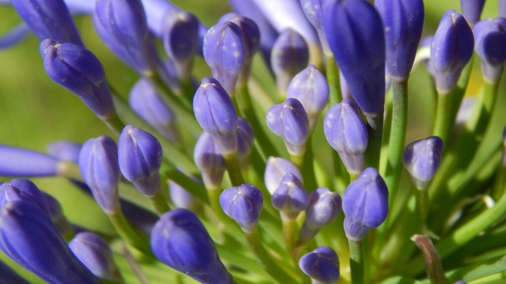 Cosa fare con l’agapanto dopo la fioritura? Provare a prolungarne la vita