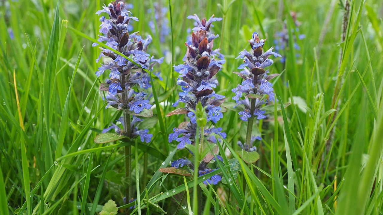 ajuga