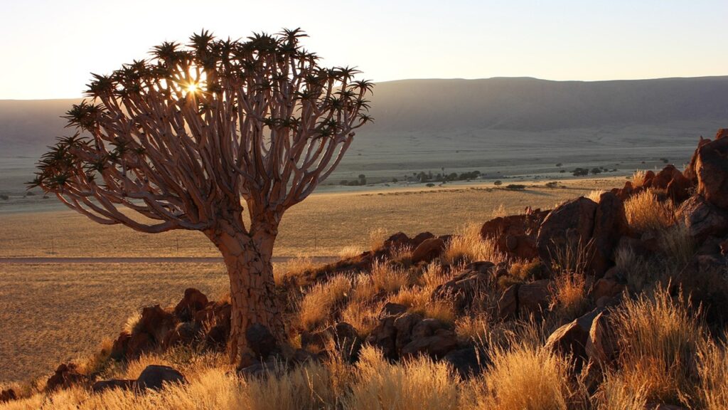 Aloidendron dichotomum, l’albero faretra che cresce nel deserto