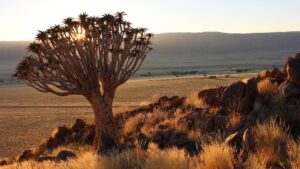 Aloidendron dichotomum, l’albero faretra che cresce nel deserto