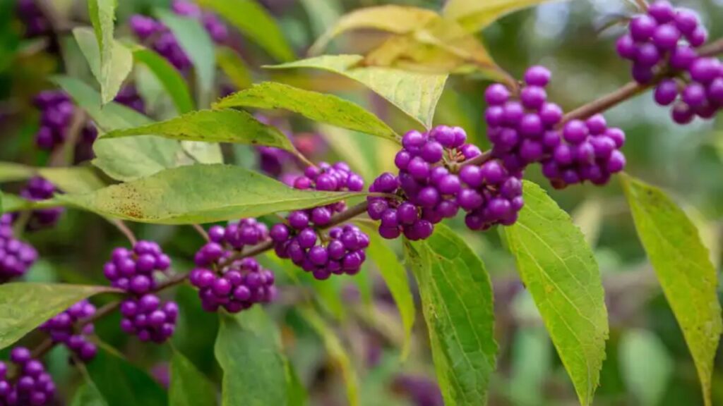 callicarpa americana