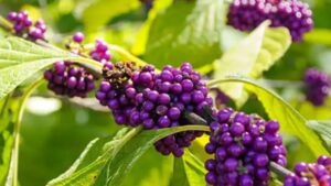 Callicarpa americana: come utilizzarla per trarne beneficio