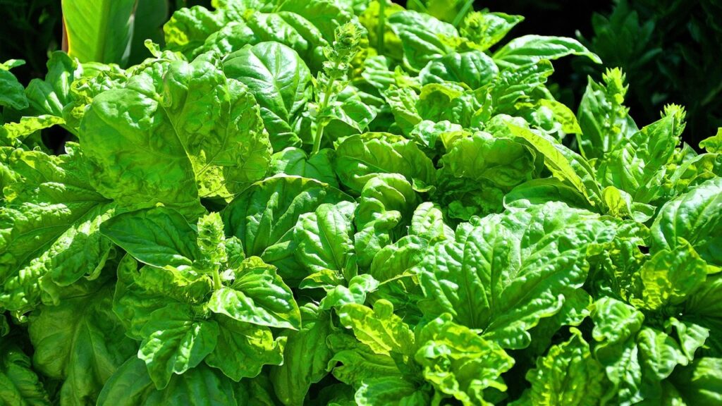 Basilico riccio: come coltivare questa simpatica pianta aromatica