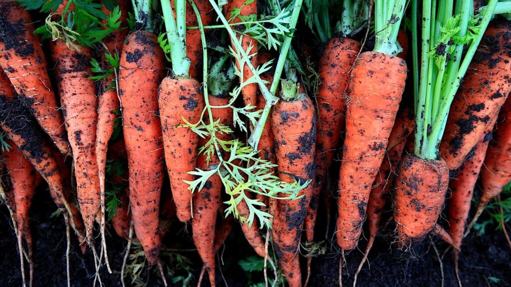 Come capire se le carote sono pronte per essere raccolte?