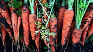 Come capire se le carote sono pronte per essere raccolte?