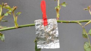 Carta stagnola in giardino: il trucco per dire addio ai parassiti