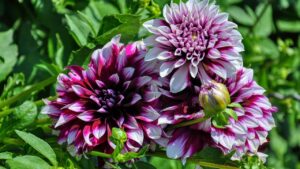 Come evitare che le dalie si pieghino per il peso (e non solo)