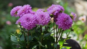 Qualcosa si sta mangiano le dalie: ecco i parassiti a cui fare attenzione