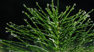 Equiseto: come eliminare dal giardino questa graziosa (ma tenace) erbaccia