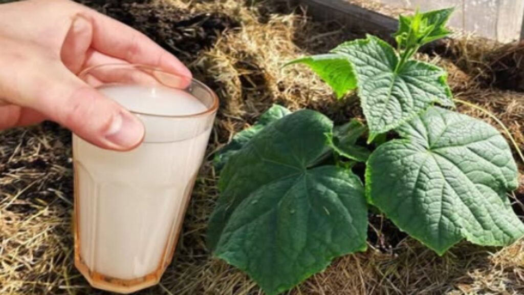 fertilizzante a base di aceto