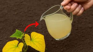 L’acqua di cottura delle patate può rivoluzionare il tuo orto: ecco come