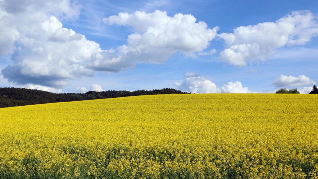 Che fiori sono quelli gialli nei campi?