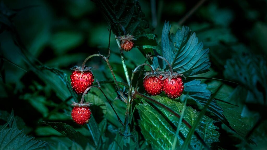Frutti a crescita rapida da coltivare comodamente in vaso