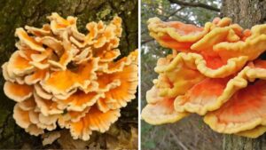 Pollo dei boschi: il segreto del fungo selvatico più curioso