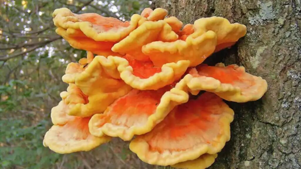 fungo dalla forma inusuale