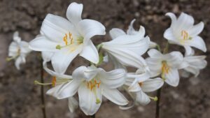 Come e quando potare i gigli? E quali parti non eliminare?