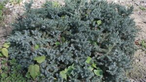 Ginepro blue star: come coltivare questo splendido arbusto sempreverde