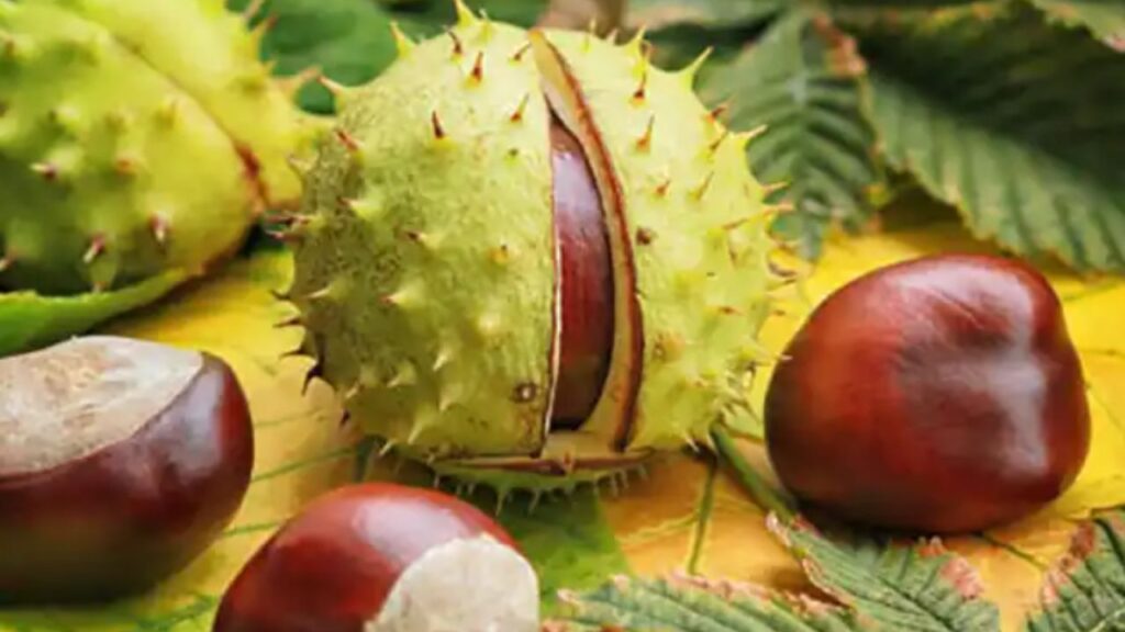 riccio semi-aperto dell'ippocastano