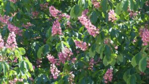 Ippocastano rosso: come coltivare questo alberello dagli splendidi fiori