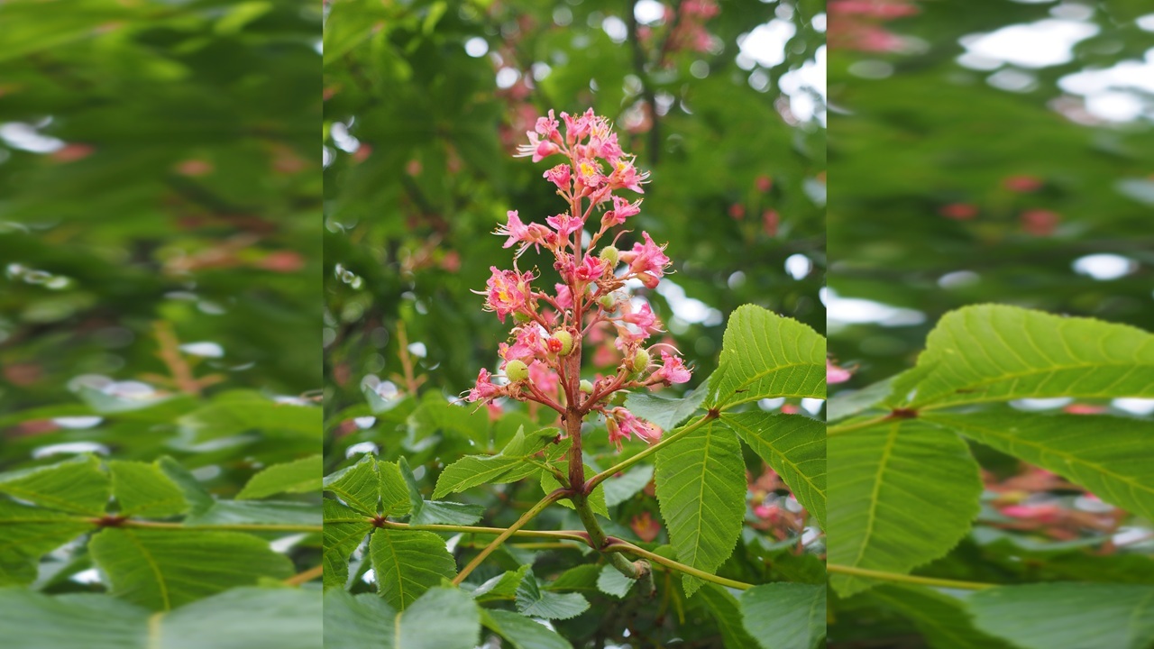 ippocastano forte fiore