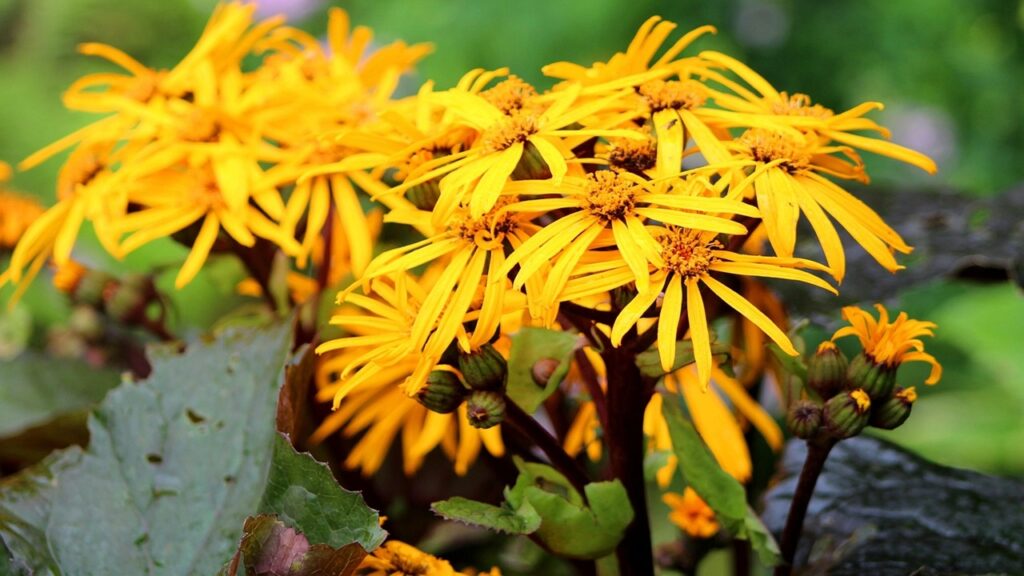 Ligularia: come coltivare con successo questo fiore dal colore solare che ama l’ombra