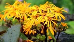 Ligularia: come coltivare con successo questo fiore dal colore solare che ama l’ombra