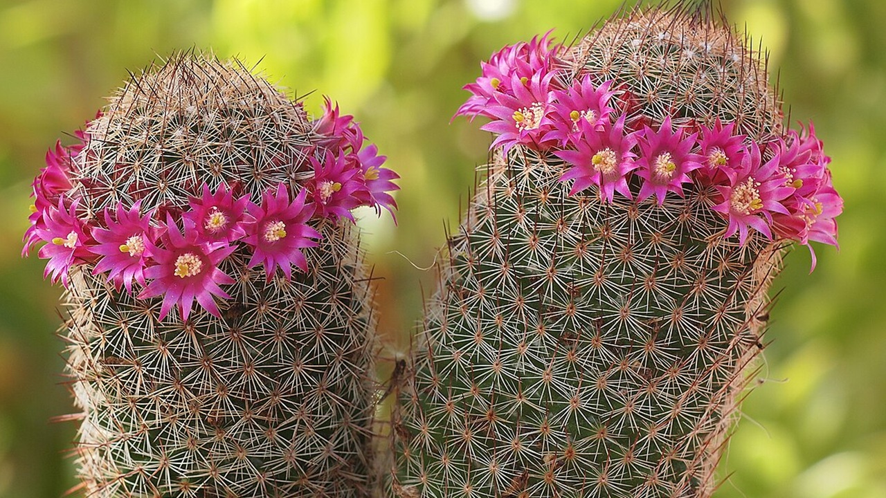 Mamillaria matudae cactus
