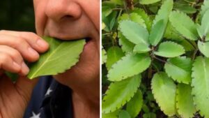 La Pianta della Vita: il segreto della guarigione nel tuo giardino
