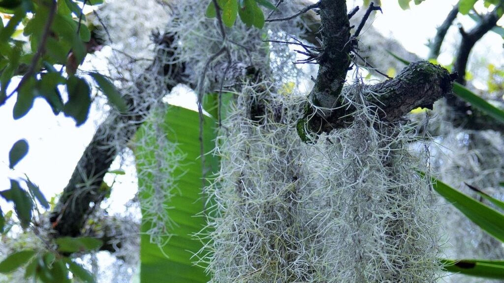 Muschio spagnolo: come coltivare questo lichene comune nelle paludi della Louisiana