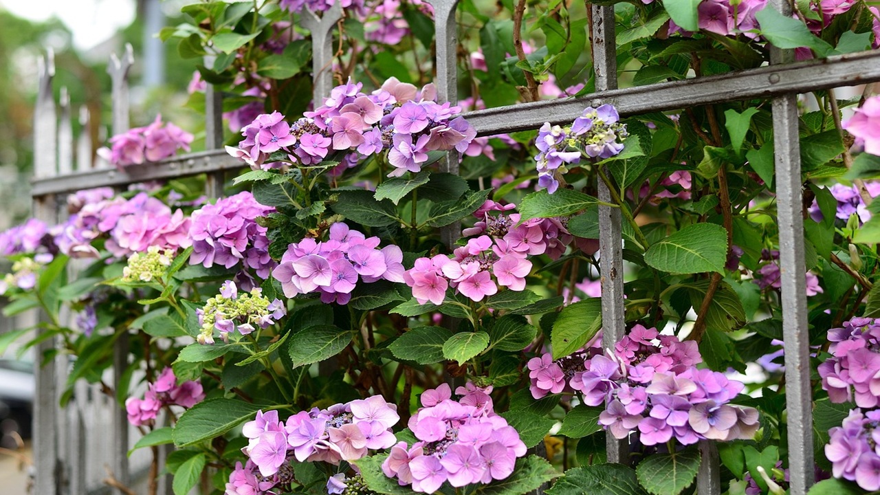 ortensia rampicante