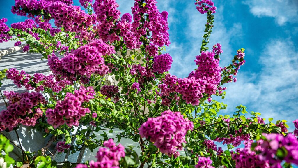 Ortensie rampicanti: trucchi per coltivarle in maniera diversa dal solito