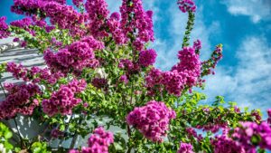 Ortensie rampicanti: trucchi per coltivarle in maniera diversa dal solito