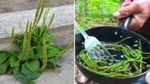 Questa pianta comune cela dei poteri nascosti: ecco come sfruttarla al meglio