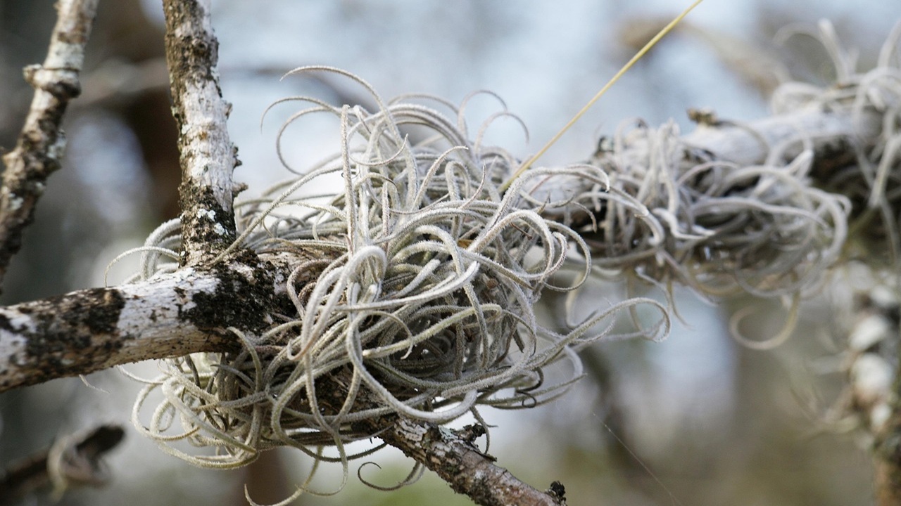 piante aeree tillandsia