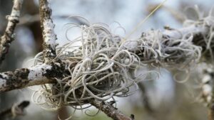 Le piante aeree ci fanno capire quando sono in carenza di acqua: i segnali da non sottovalutare