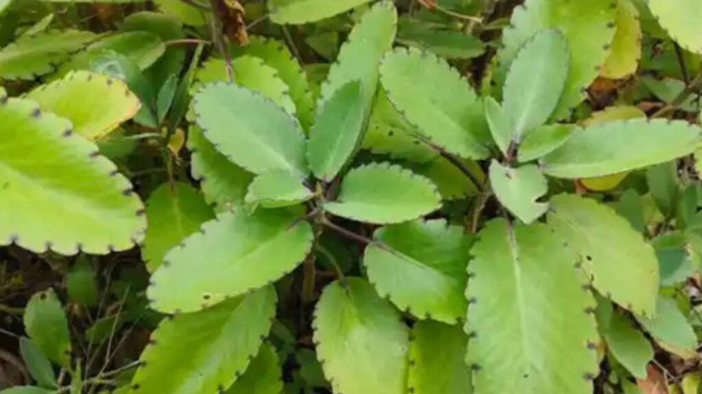 piante inquadrate dall'alto