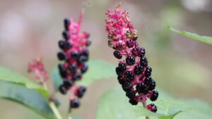 Bellezza pericolosa: scopri il lato nascosto della Phytolacca americana