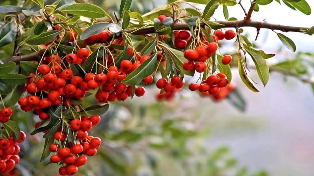 Piante anti ladro da tenere in giardino